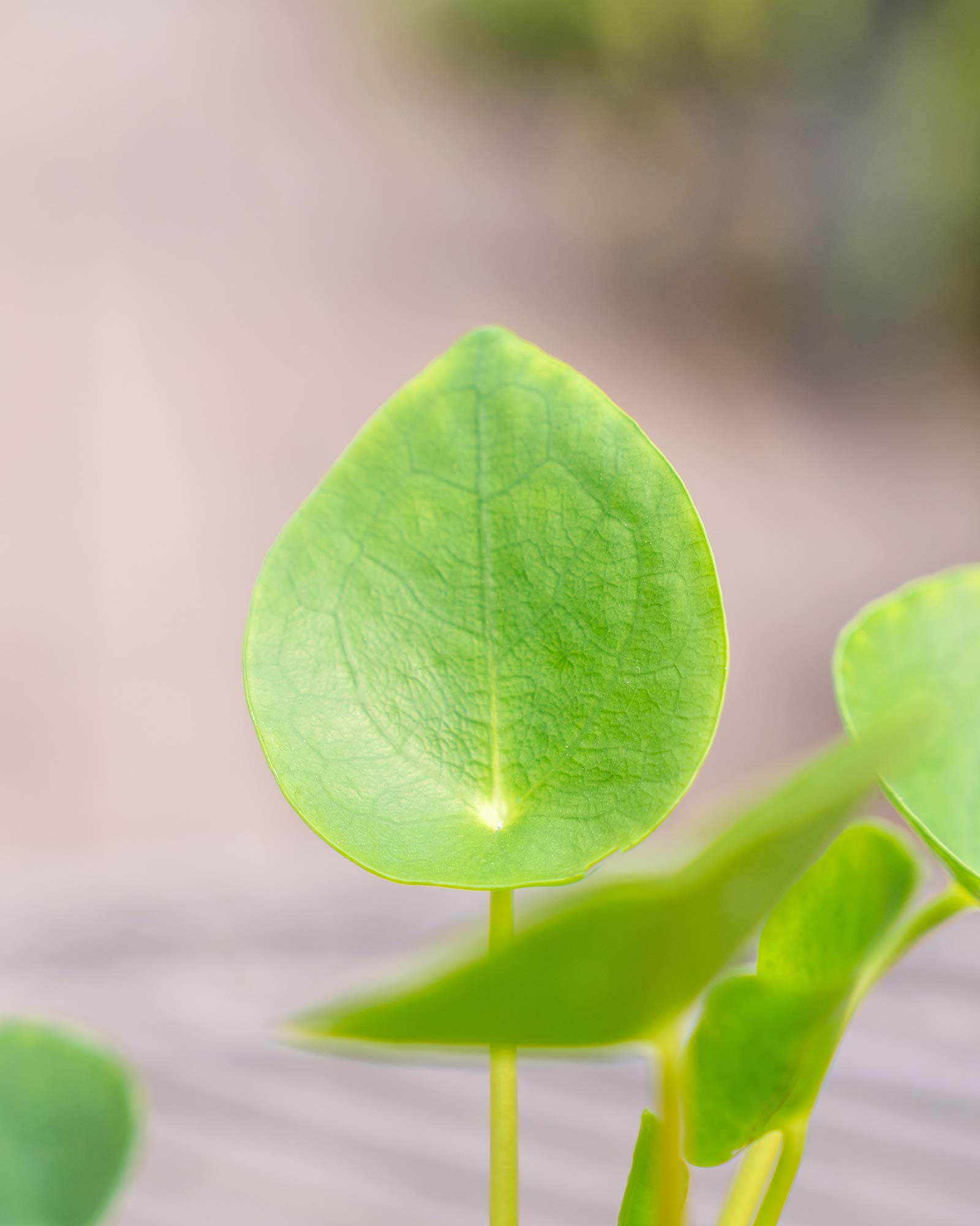 Pilea peperomioides