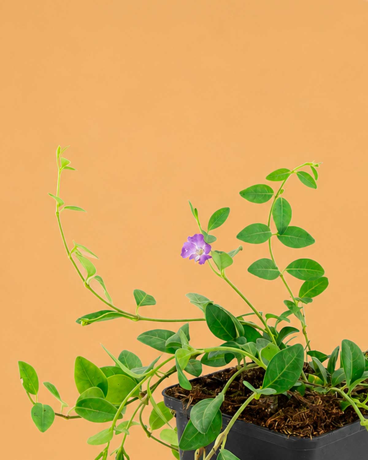  Vinca minor ‘Atropurpurea’ 