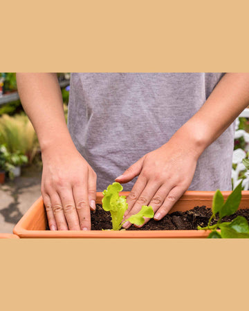 Workshop Iniciantes a Jardinagem