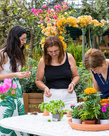 Workshop Plantas à Mesa