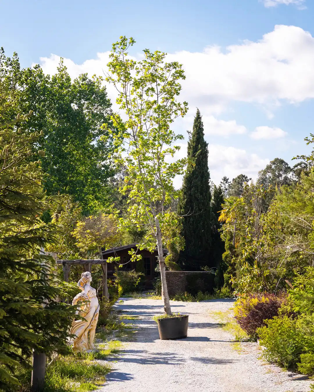Acer_Pseudoplatanus-arvore-criaverde