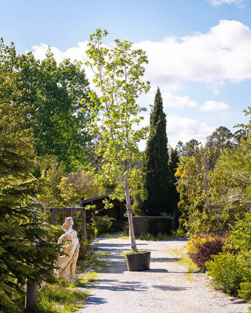 Acer_Pseudoplatanus-arvore-criaverde
