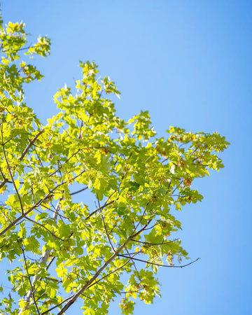 Acer_Pseudoplatanus-arvore-criaverde