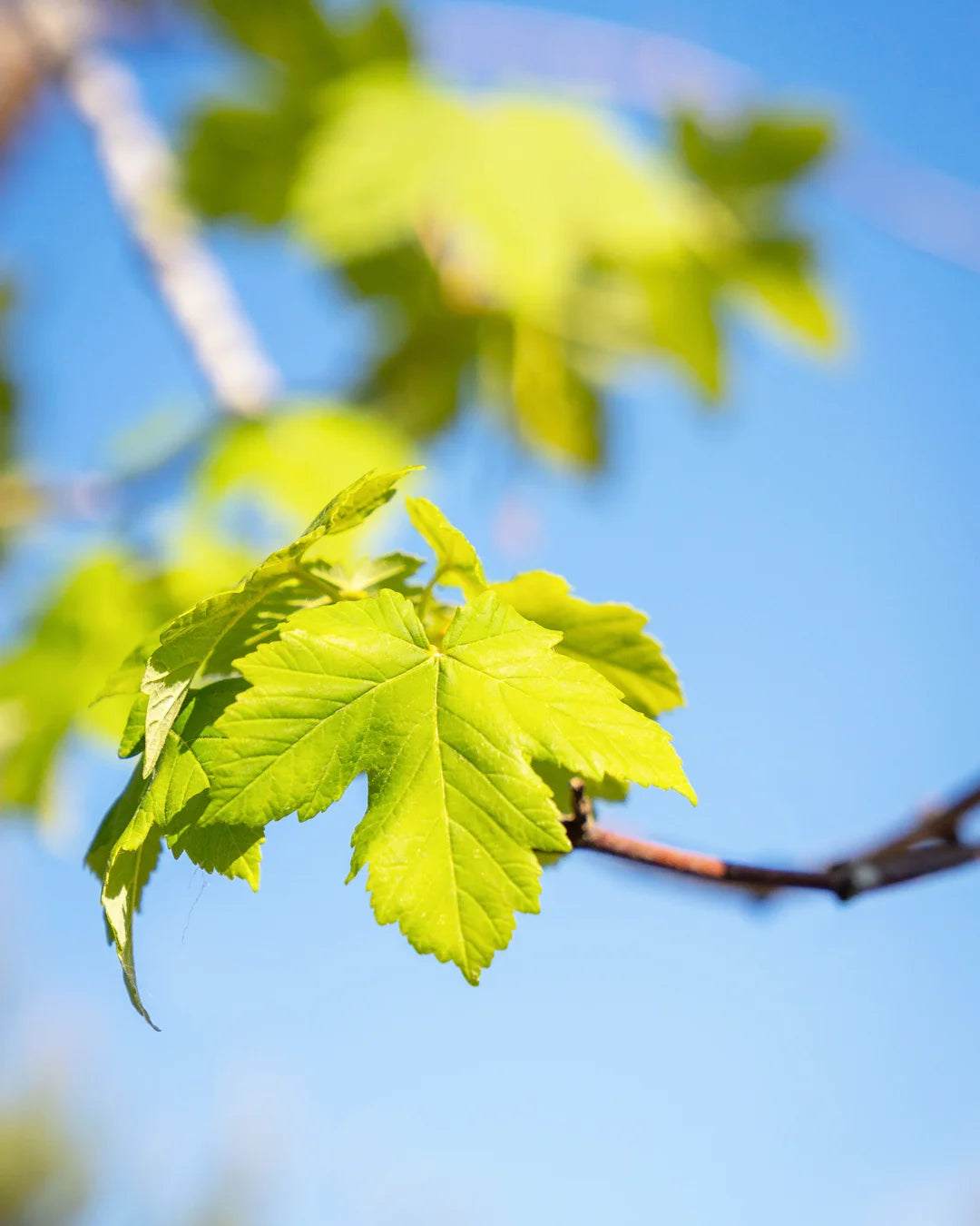 Acer_Pseudoplatanus-arvore-criaverde
