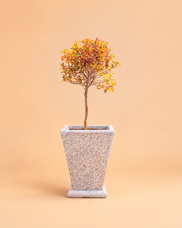 Coprosma repens
