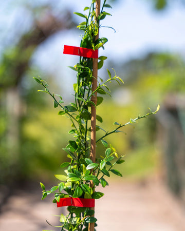 Microcitrus Caviar Vermelho