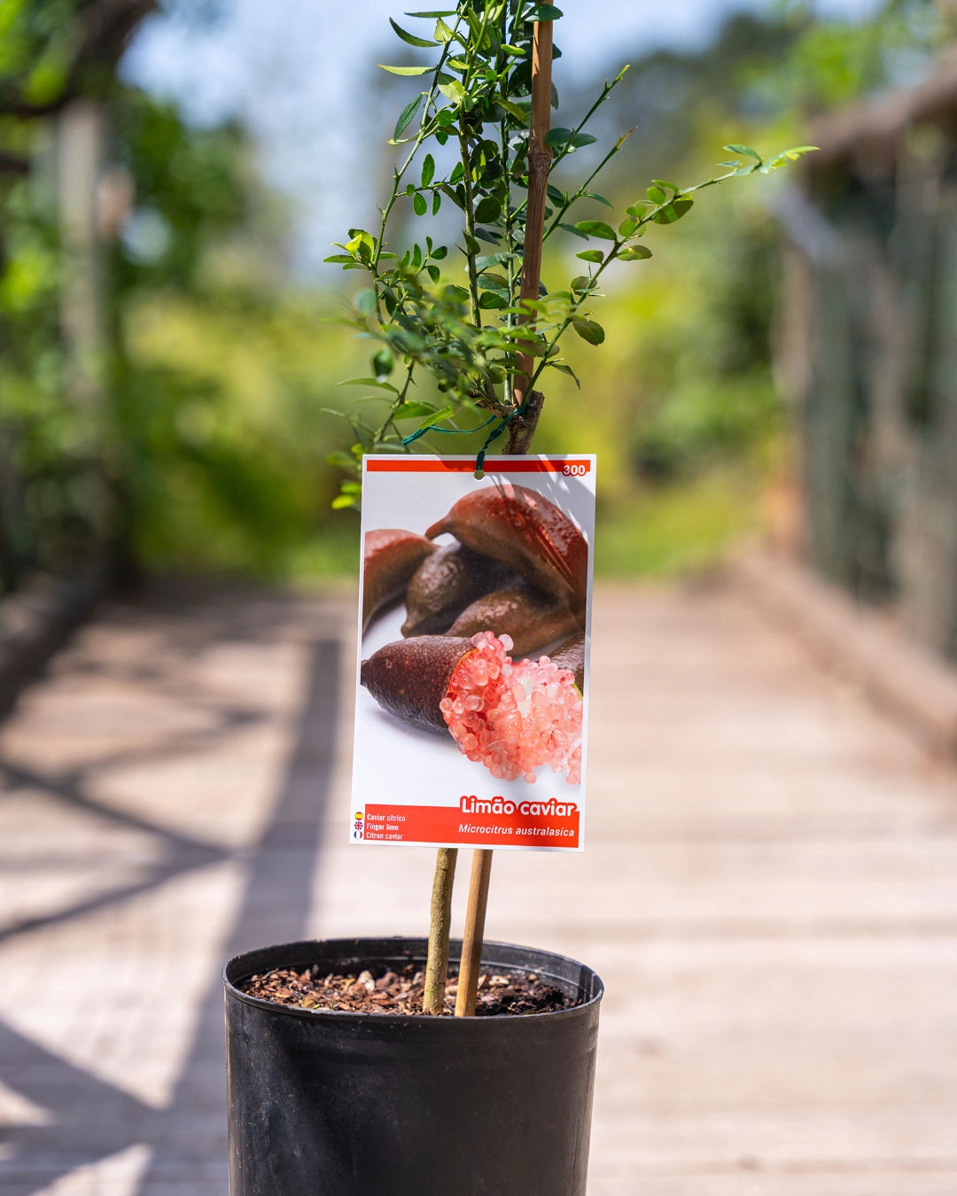 Microcitrus Caviar Vermelho