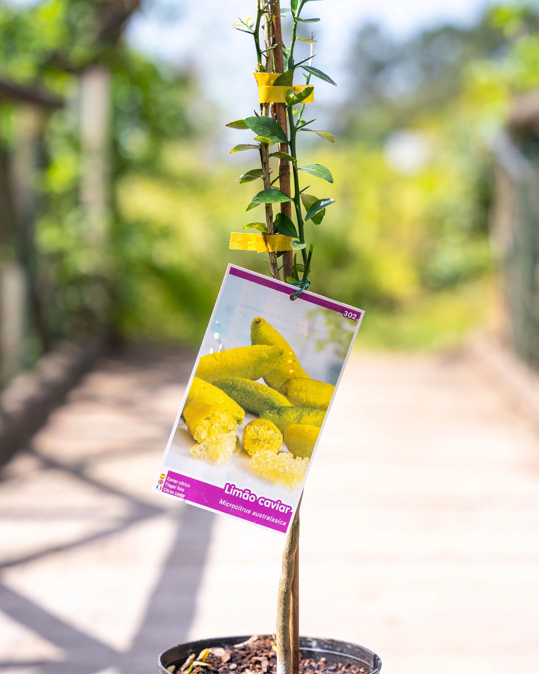Microcitrus Caviar Amarelo em vaso, citrino ornamental