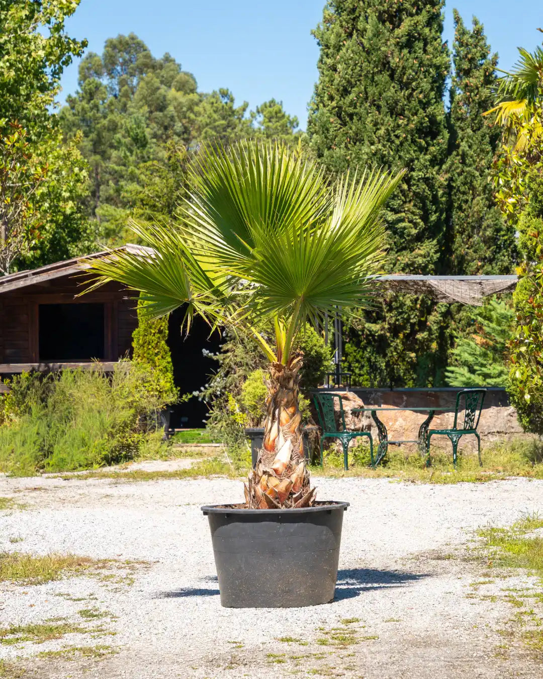 Washingtonia robusta | Palmeira Ornamental