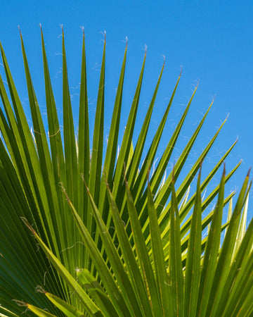 Washingtonia robusta | Palmeira Ornamental