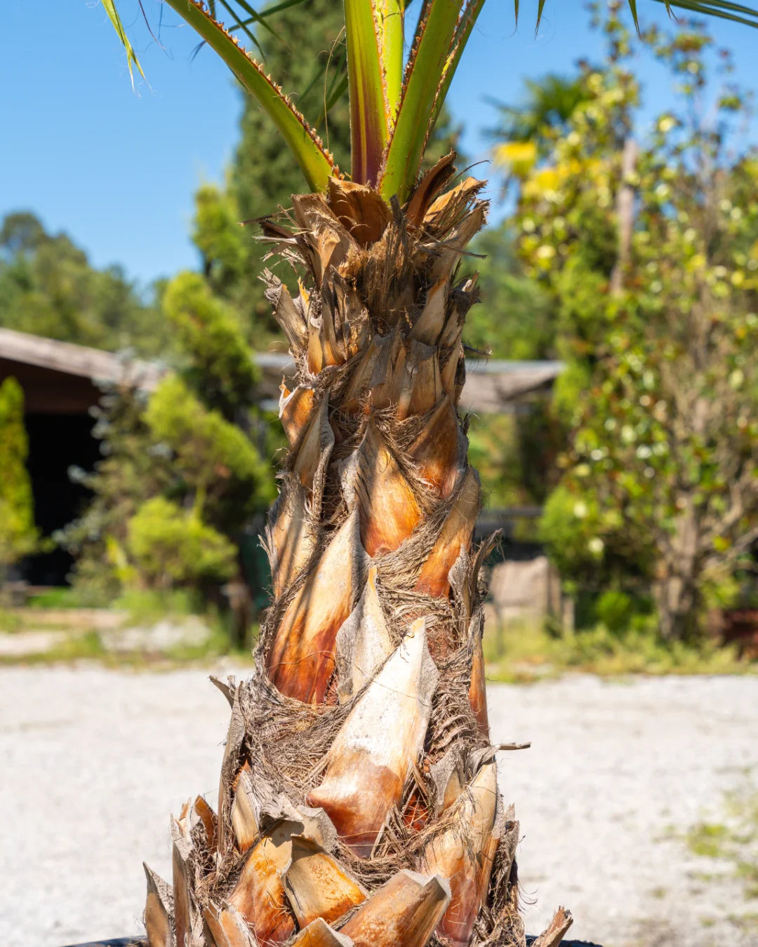 Washingtonia robusta | Palmeira Ornamental