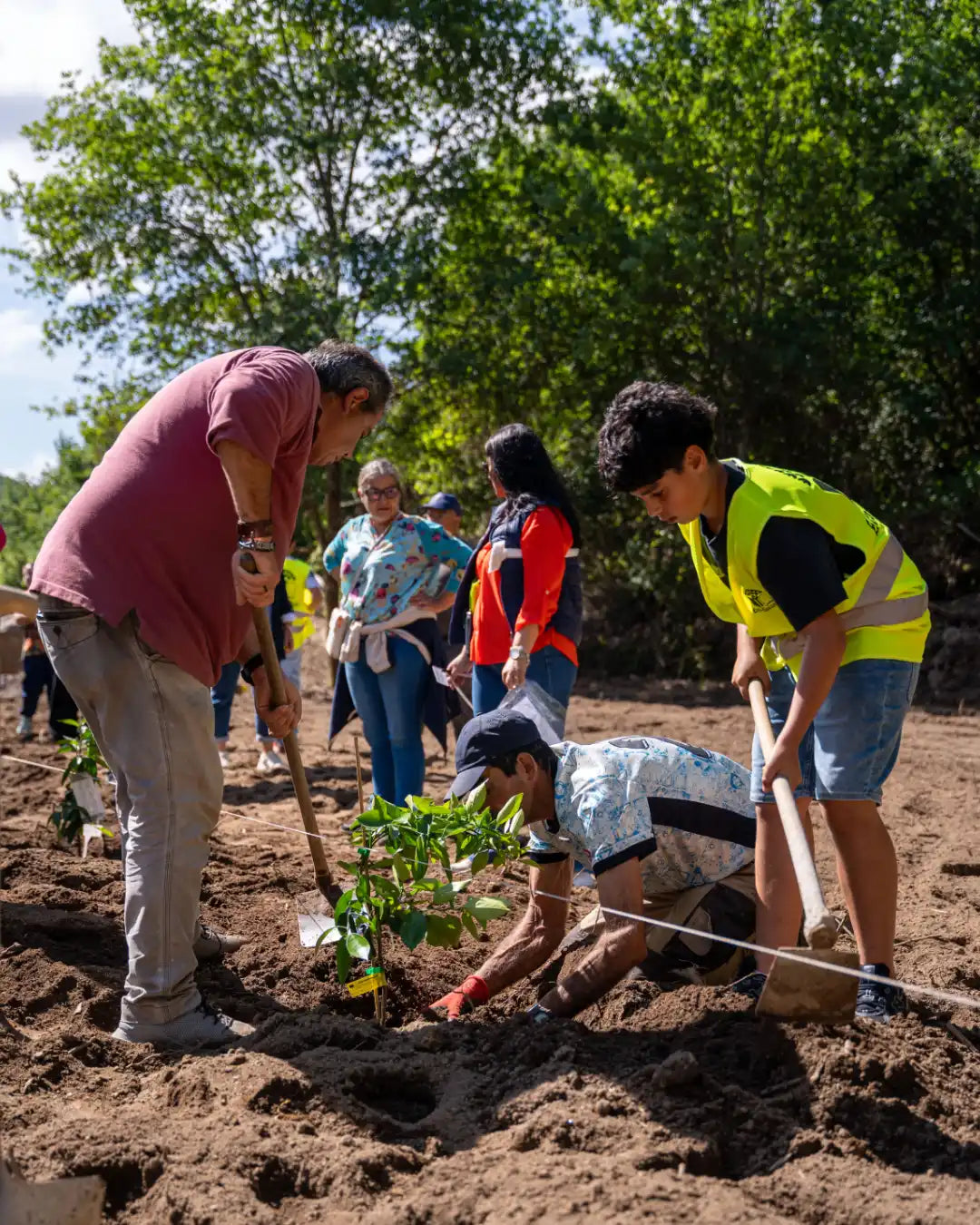 Plantação de árvore na iniciativa Apadrinhe uma Árvore da ASSOPS, em Passos de Silgueiros