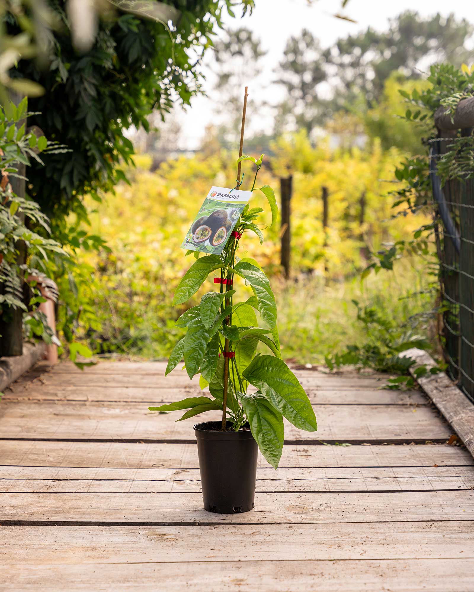 arvore-fruto Maracuja 'Passiflora edulis'