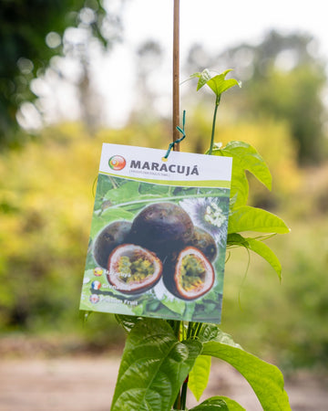 Maracuja 'Passiflora edulis'