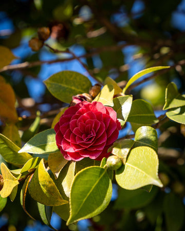 arvore_camelia_japonica