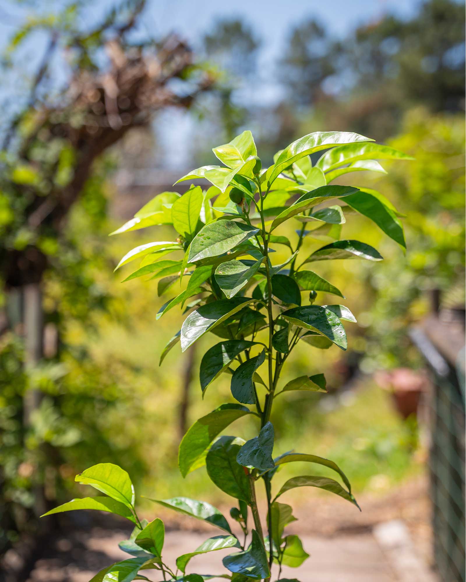 Laranjeira Sanguínea Citrus sinensis