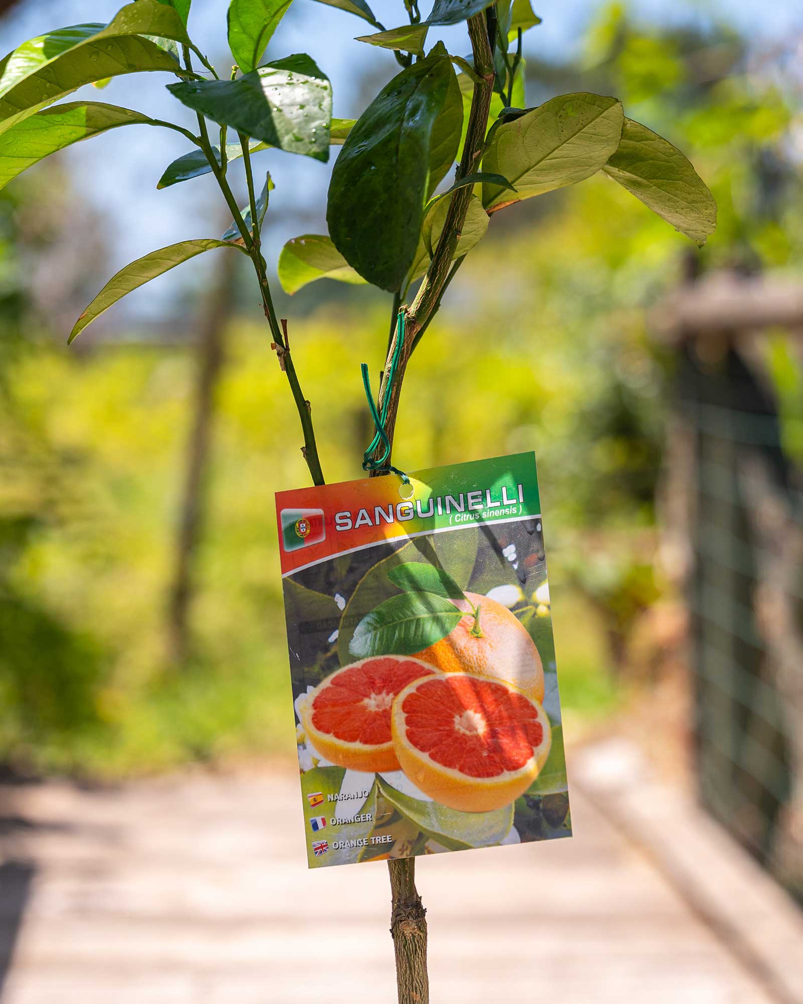 Laranjeira Sanguínea Citrus sinensis