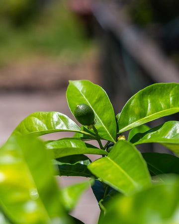 Laranjeira Sanguínea Citrus sinensis