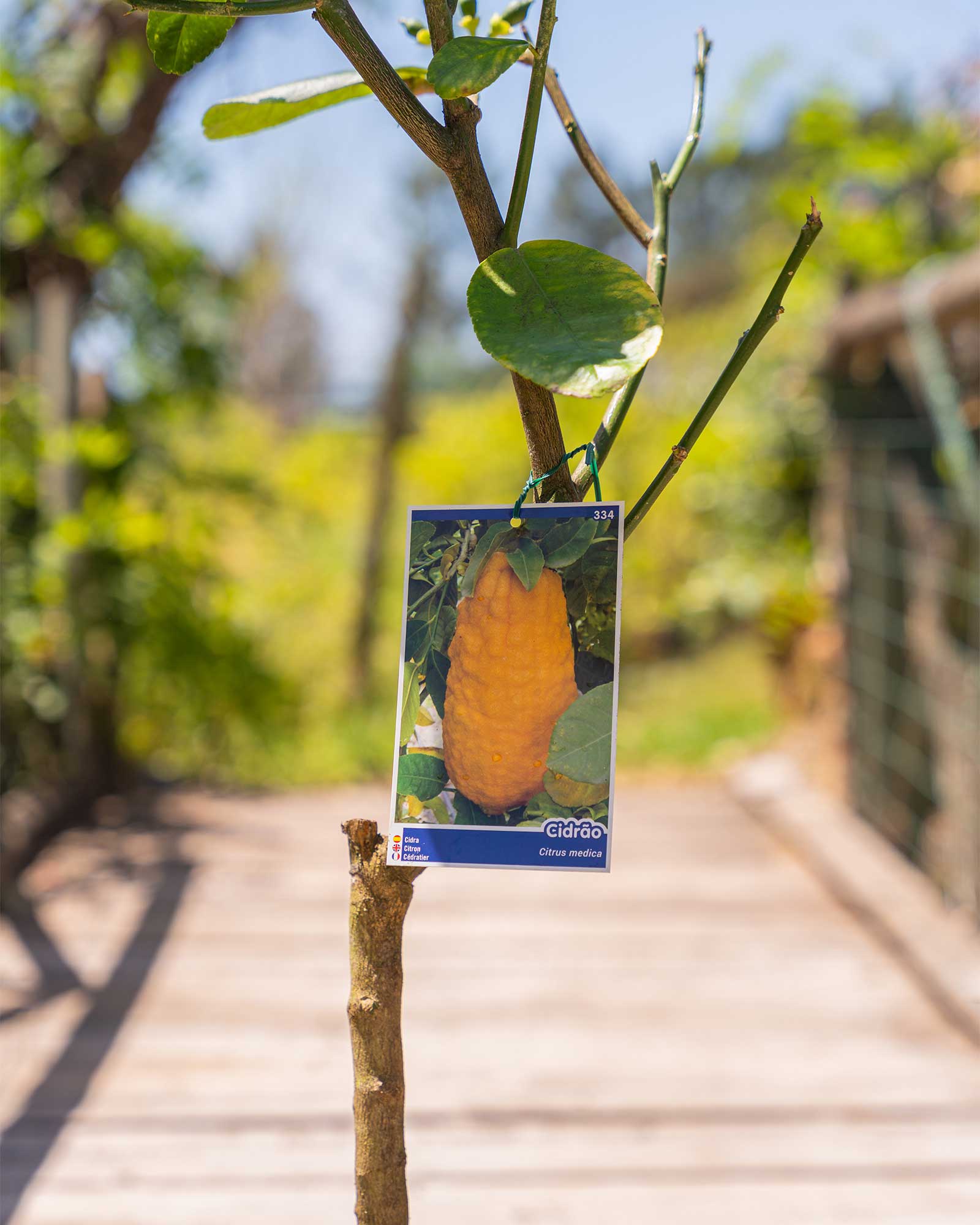 arvore_fruto_Limao gigante Cidrao_Citrus medica