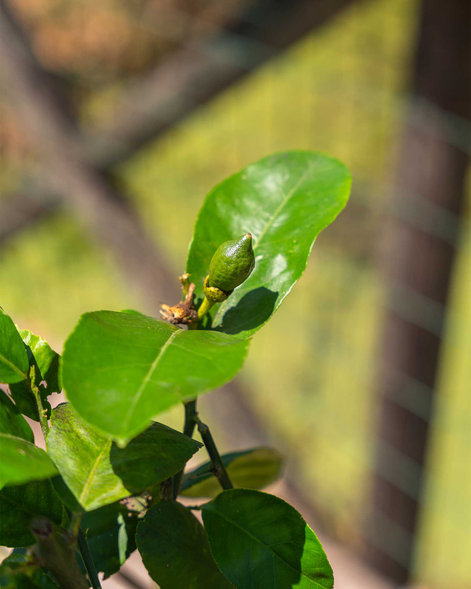arvore_fruto_Limao gigante Cidrao_Citrus medica