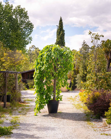Ulmus glabra 'Pendula' 