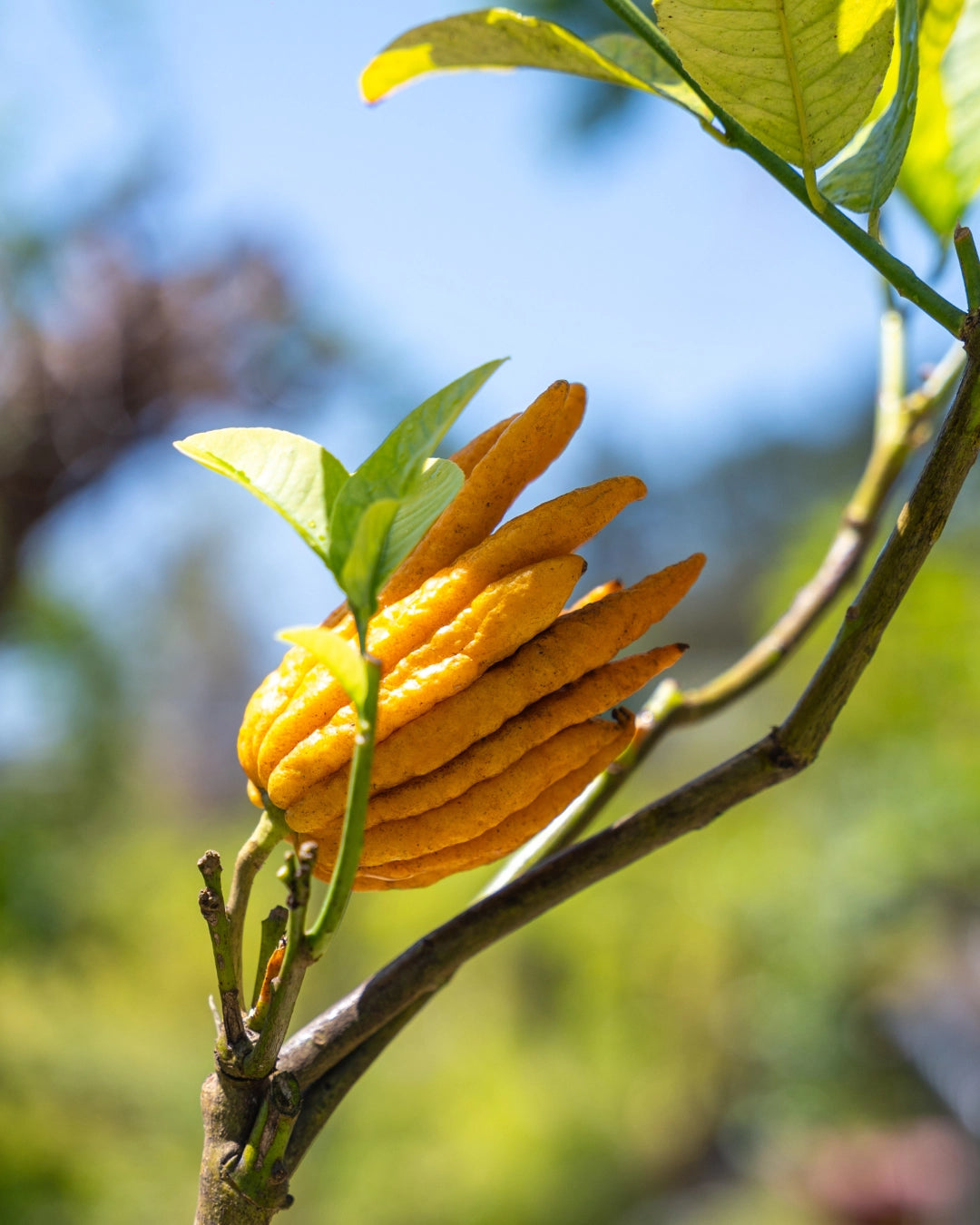 arvore-Mao-Buda-Citrus-medica