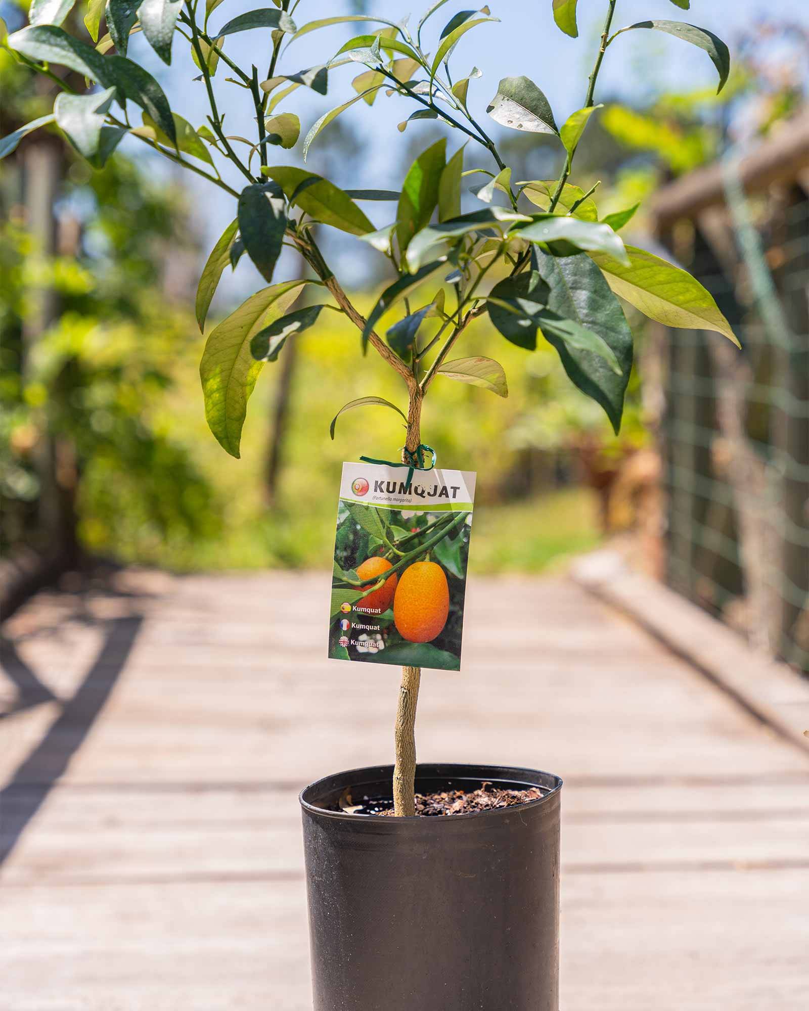 Kumquat laranja anã