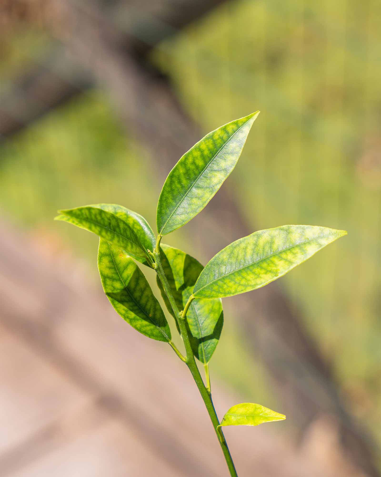Kumquat laranja anã