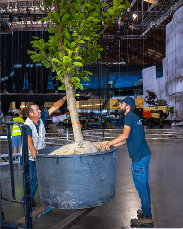 decoracao_edp50_Plantas_meoArena_desafioGlobal_criaverde