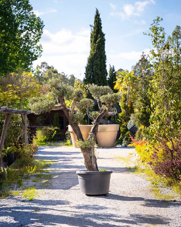 oliveira_bonsai-arvore-criaverde