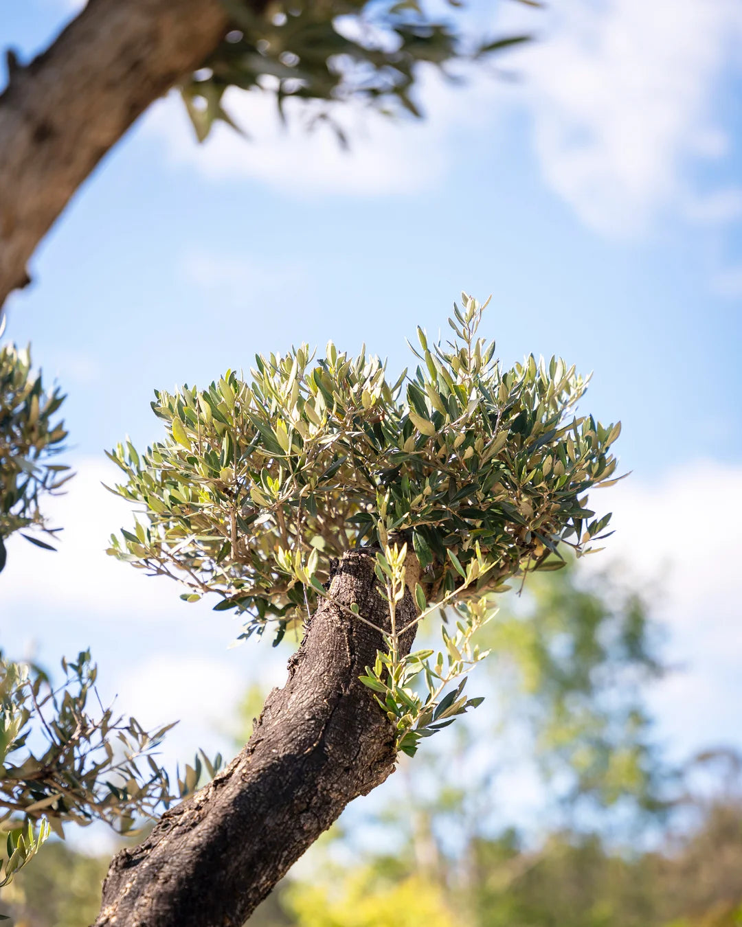 oliveira_bonsai-arvore-criaverde