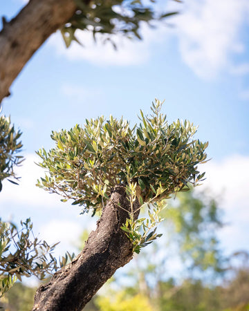 oliveira_bonsai-arvore-criaverde