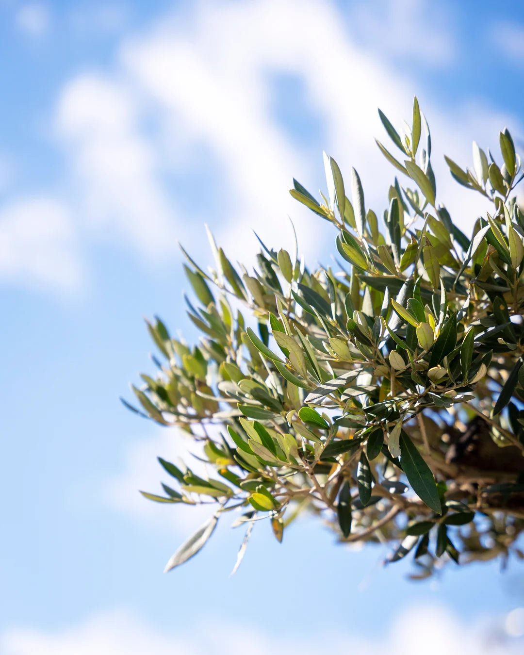 oliveira_bonsai-arvore-criaverde