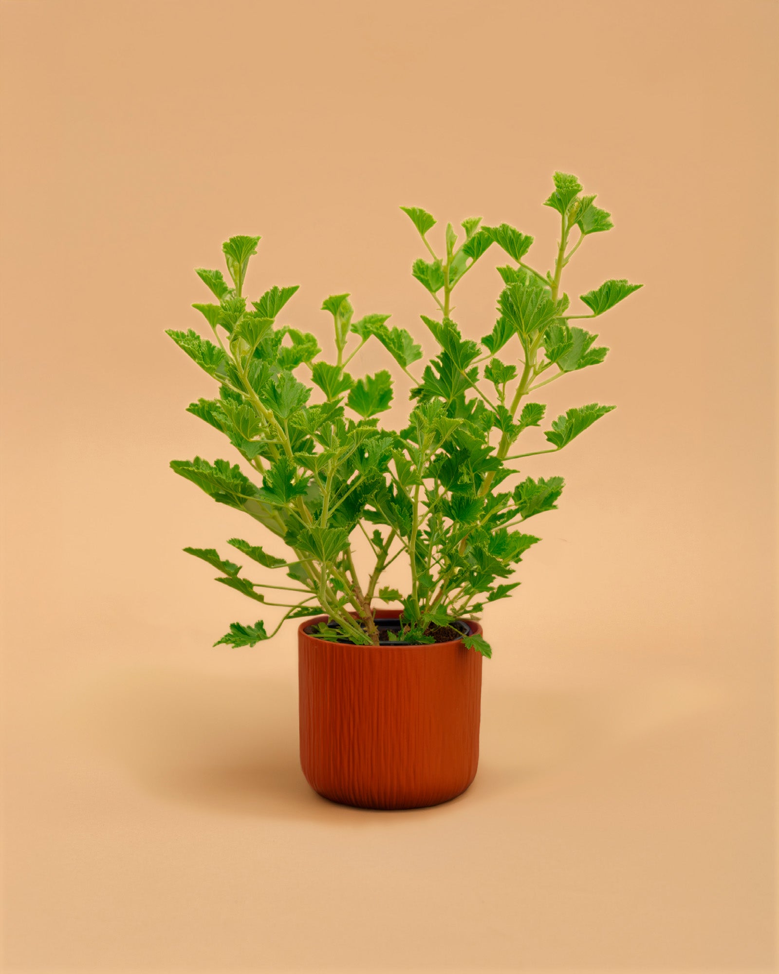 Pelargonium citriodorum