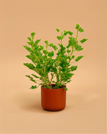 Pelargonium citriodorum