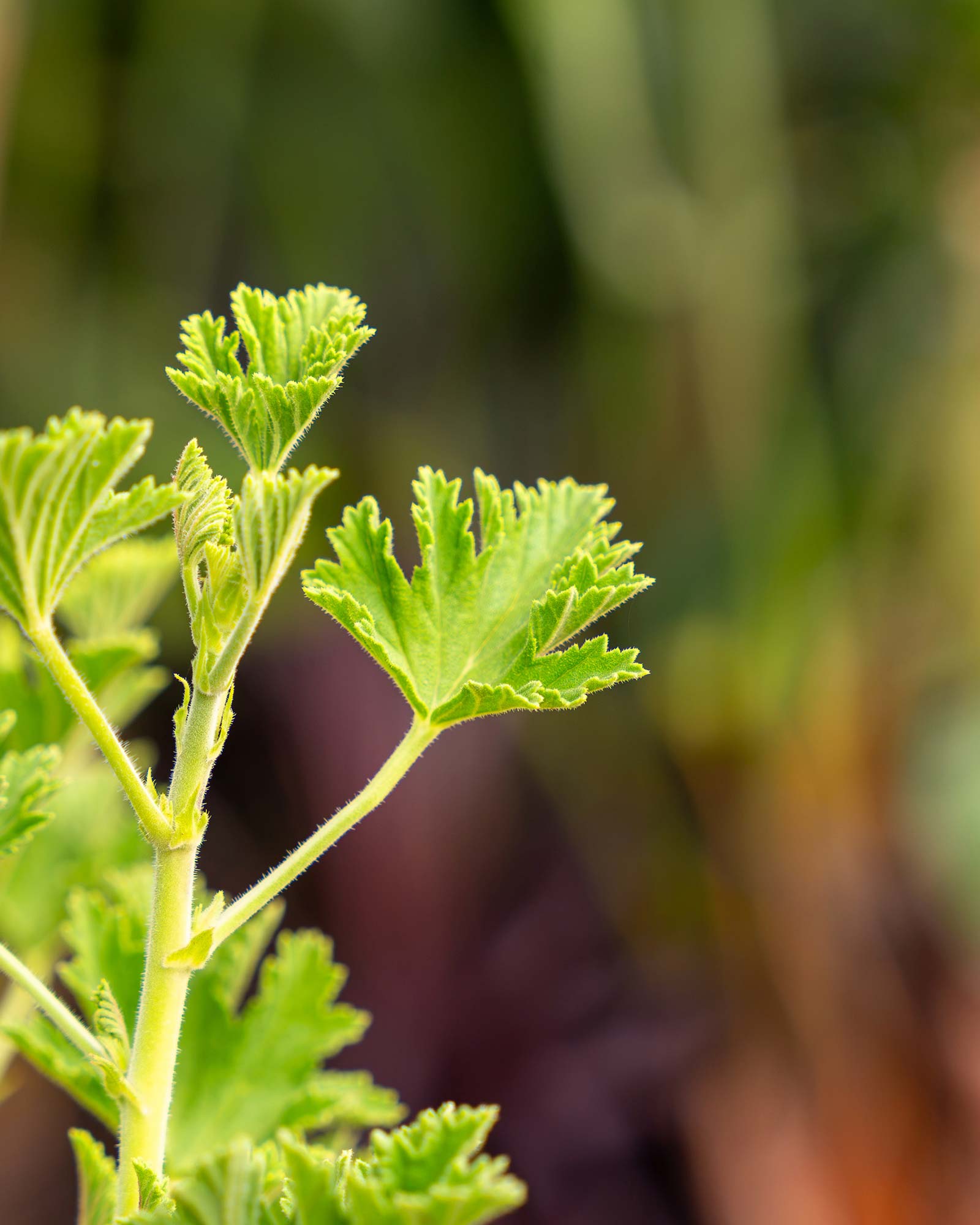 Pelargonium citriodorum
