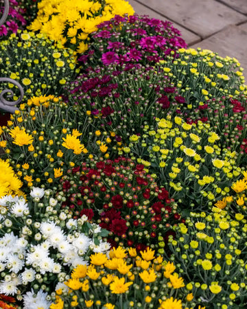 Para viveiros, floristas, agências funerárias e revendedores.