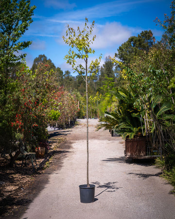 Quercus rubra