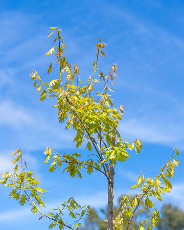 Quercus rubra
