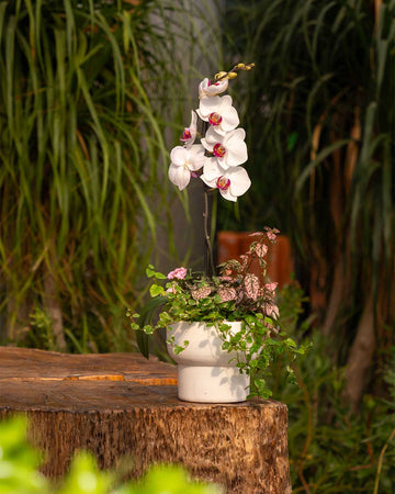 workshop-orquideas-criaverde-plantas